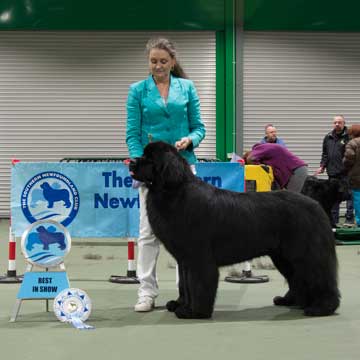 Best in Show