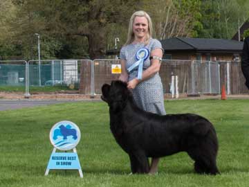 Reserve Best in Show