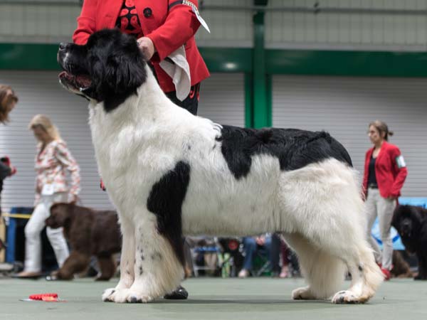 Winner of Special Open White & Black Bitch