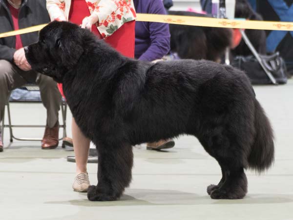 Winner of Post Graduate Dog