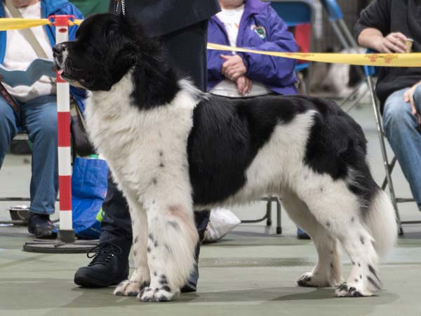 Winner of Special Open White & Black Dog