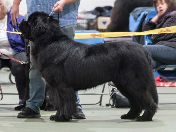 Winner of Graduate Dog