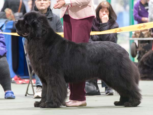 Winner of Special Open Black Dog