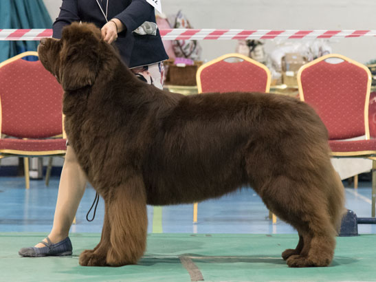 Winner of Special Open Brown Dog