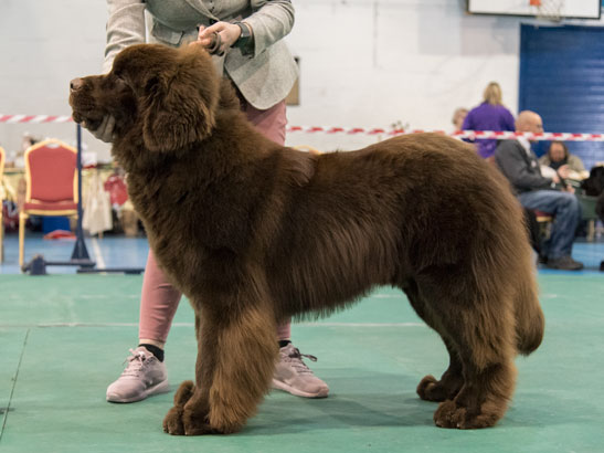 Winner of Junior Dog