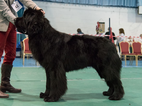 Winner of Graduate Dog