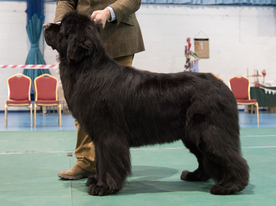 Winner of Special Open Black Dog