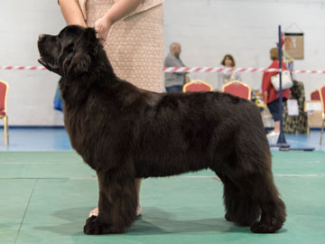 Best Puppy in Show