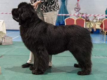 Reserve Best in Show