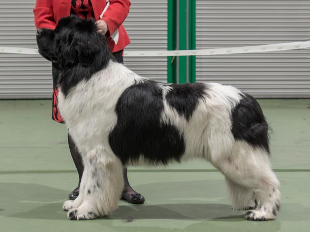 Winner of Special Open White & Black Dog