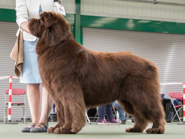 Winner of Special Open Brown Dog