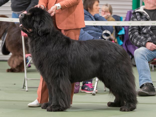 Winner of Open Dog