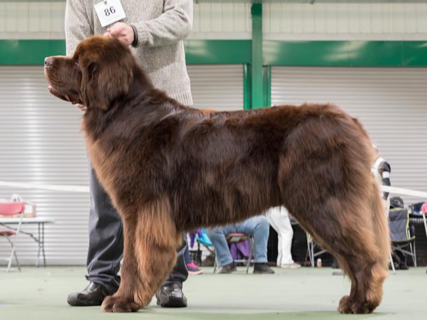 Winner of Special Yearling Dog