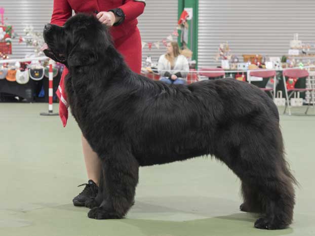 Winner of Graduate Dog