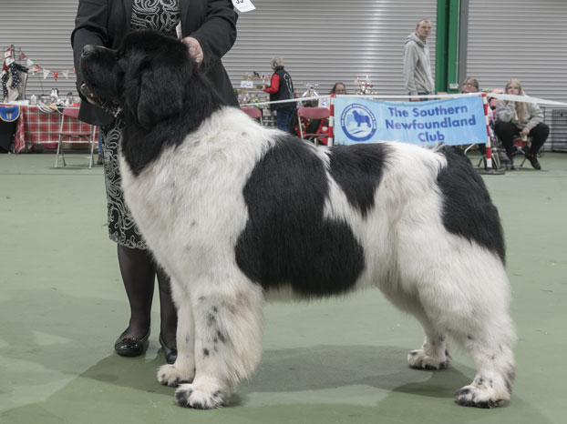 Winner of Special Open White & Black Dog