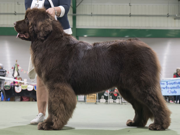 Winner of Special Yearling Bitch