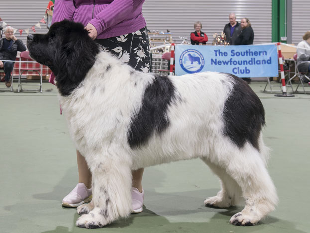 Winner of Special Open White & Black Bitch