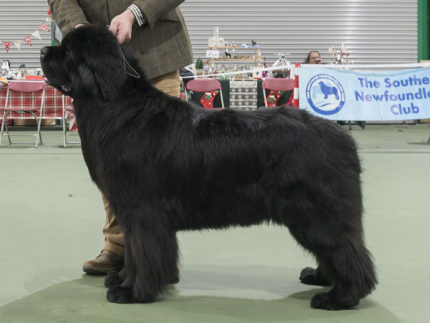 Winner of Special Open Black Dog