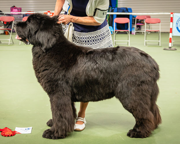 Winner of Veteran Dog