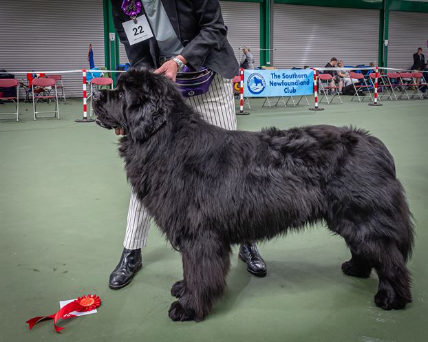 Winner of Graduate Dog