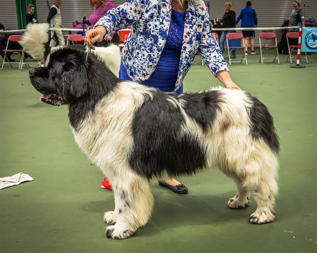 Winner of Special Open White & Black Dog