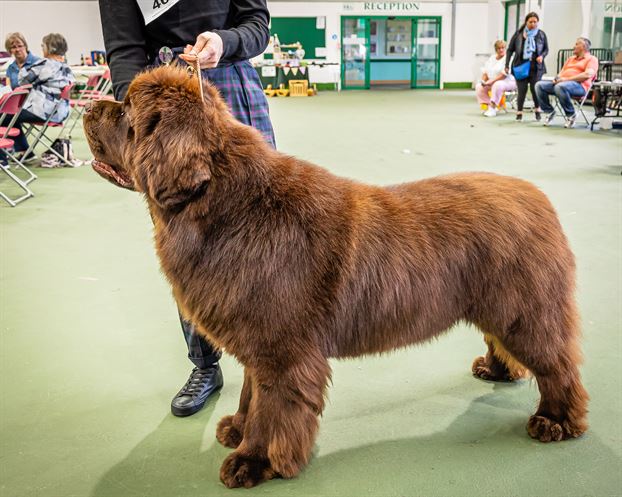 Winner of Special Open Brown Dog