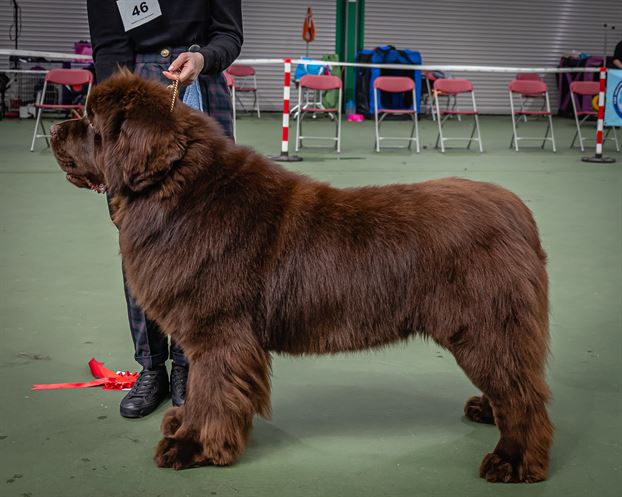 Winner of Post Graduate Dog