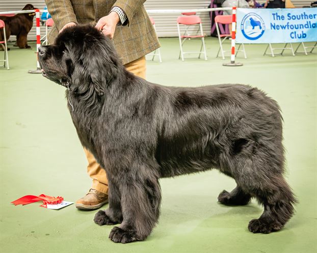 Winner of Special Open Black Dog