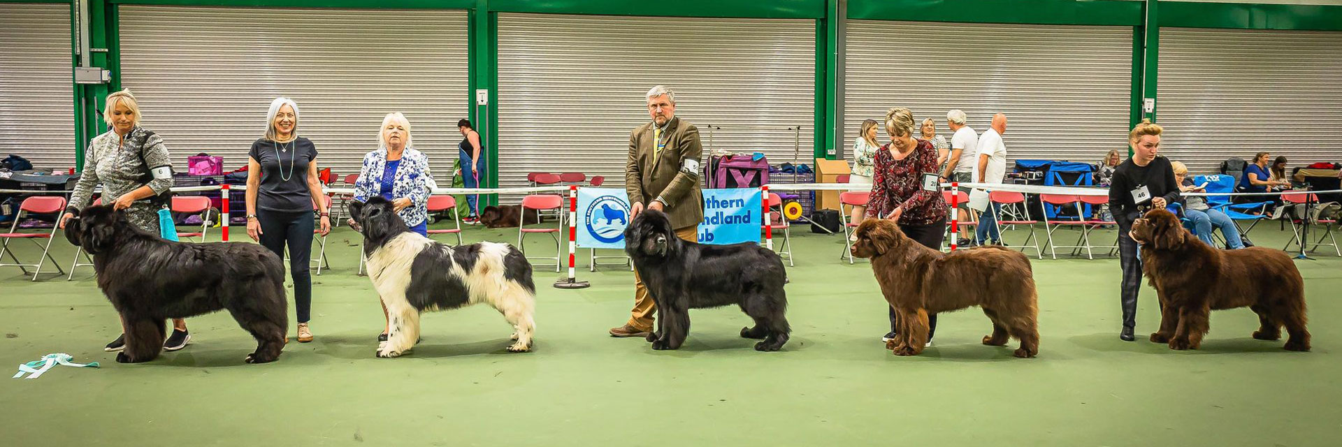 Best Dogs line-up