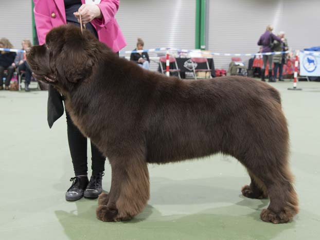 Winner of Special Open Brown Dog