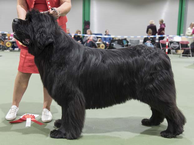 Winner of Special Open Black Dog