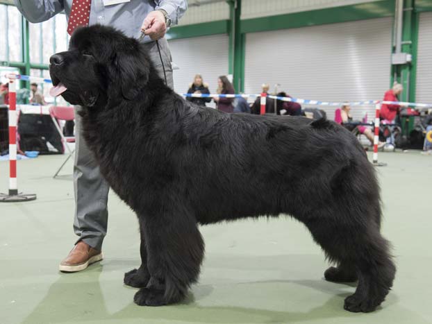 Winner of Special Yearling Dog