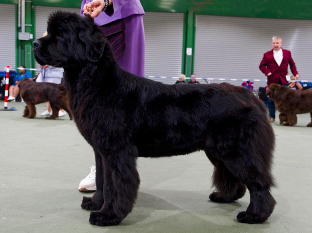 Winner of Special Yearling Bitch