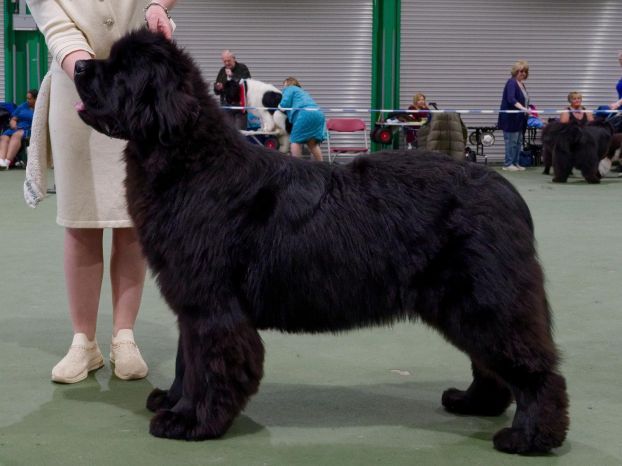 Winner of Special Yearling Dog