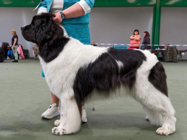 Winner of Special Open White & Black Dog