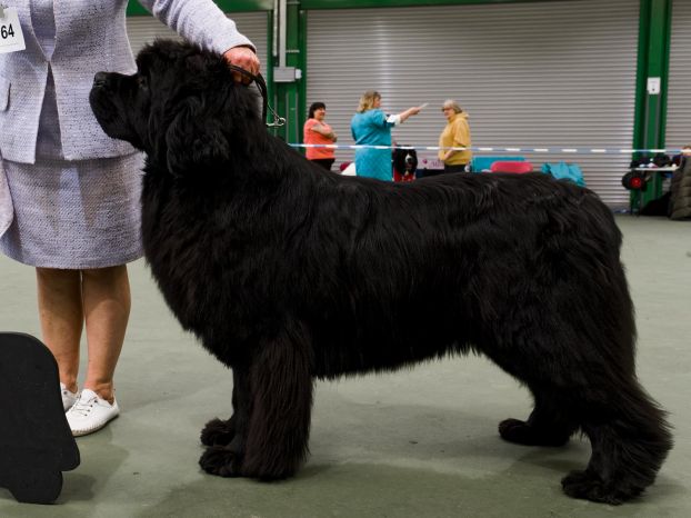 Winner of Special Open Black Dog