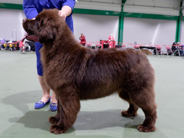 Winner of Puppy Bitch