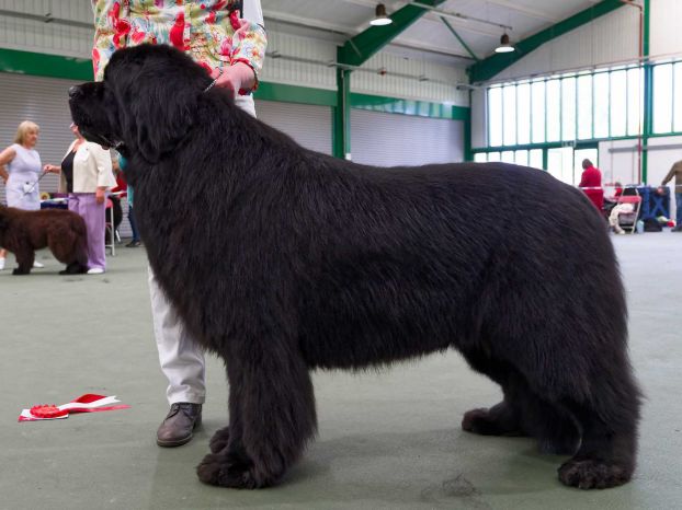 Winner of Veteran Dog