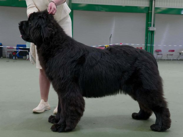 Winner of Graduate Dog