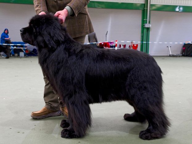 Winner of Special Open Black Dog