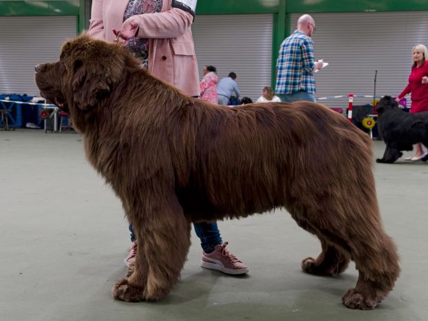 Winner of Special Open Brown Dog