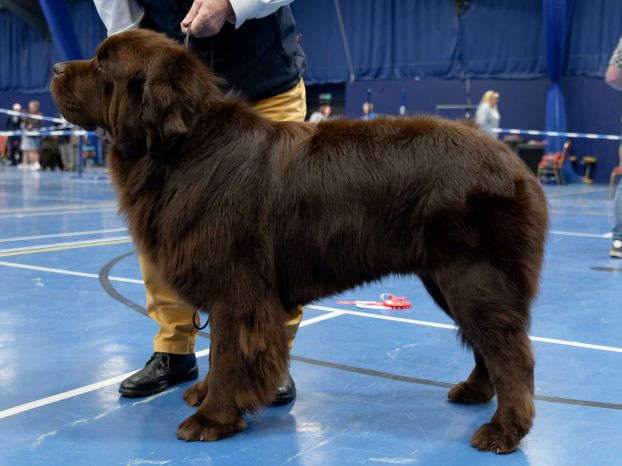 Winner of Graduate Dog
