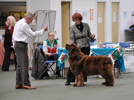 Show Judging in progress