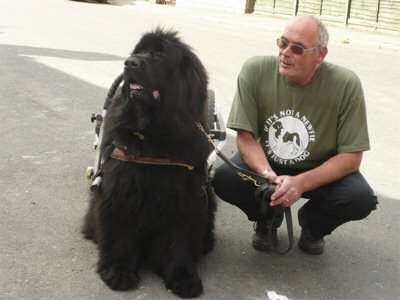 Ian Hutchinson with one of his own dogs in harness