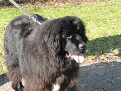 Newfie happy in a new home