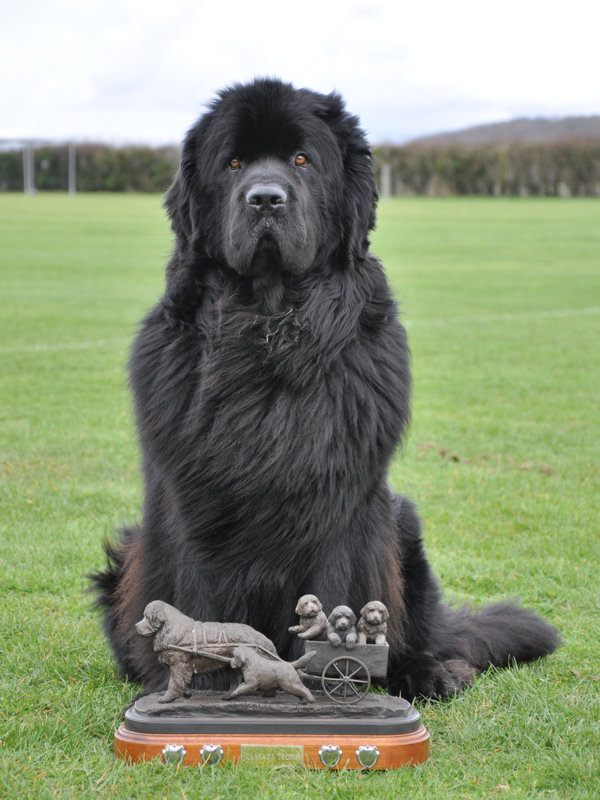 Top Draught Working Newfoundland for 2011 - Hanningfield Princess Leia