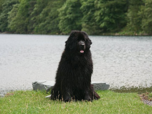 Top Working Newfoundland for 2010 - Nutbrook Peaceful Waters