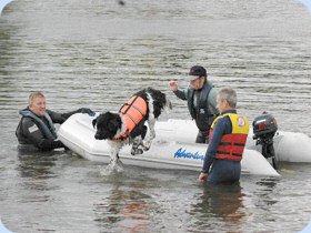 A Newfoundland jumping from the boat on command