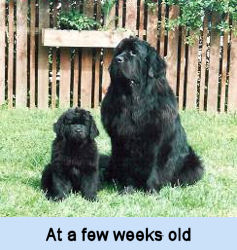 orijen for small dogs