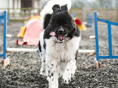 Newfoundland on an agility course